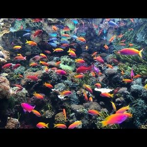 Meet your Posher, Brady